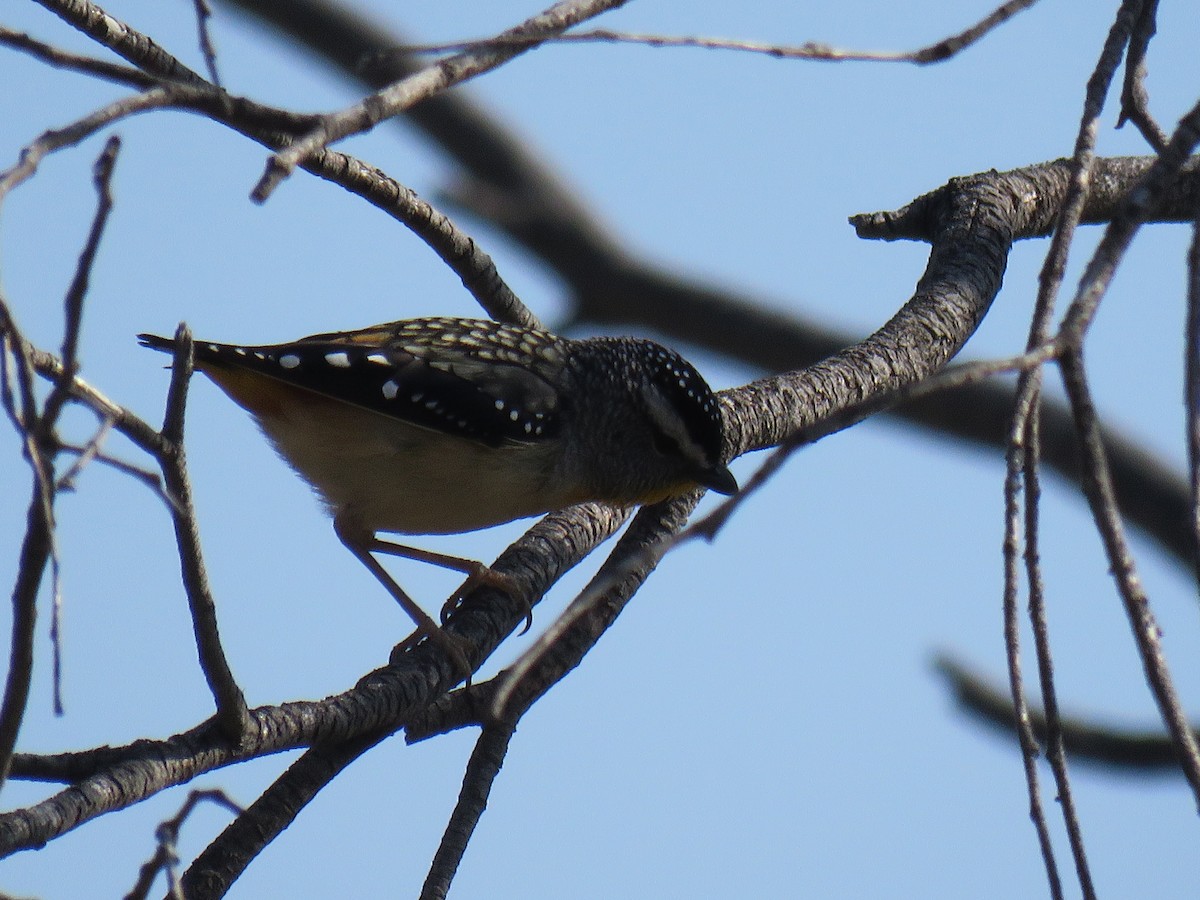 Spotted Pardalote - ML623578039