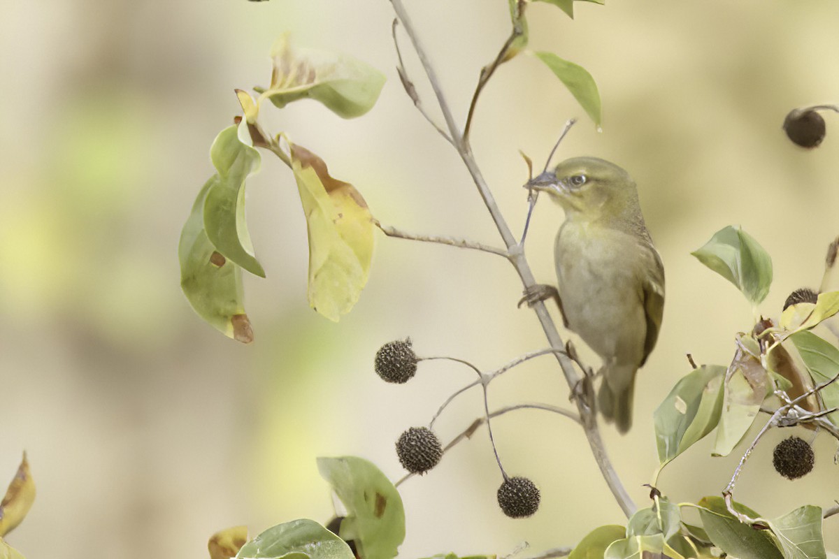 Black-headed Weaver - ML623578044