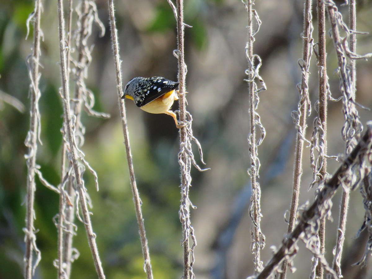 Fleckenpanthervogel - ML623578114