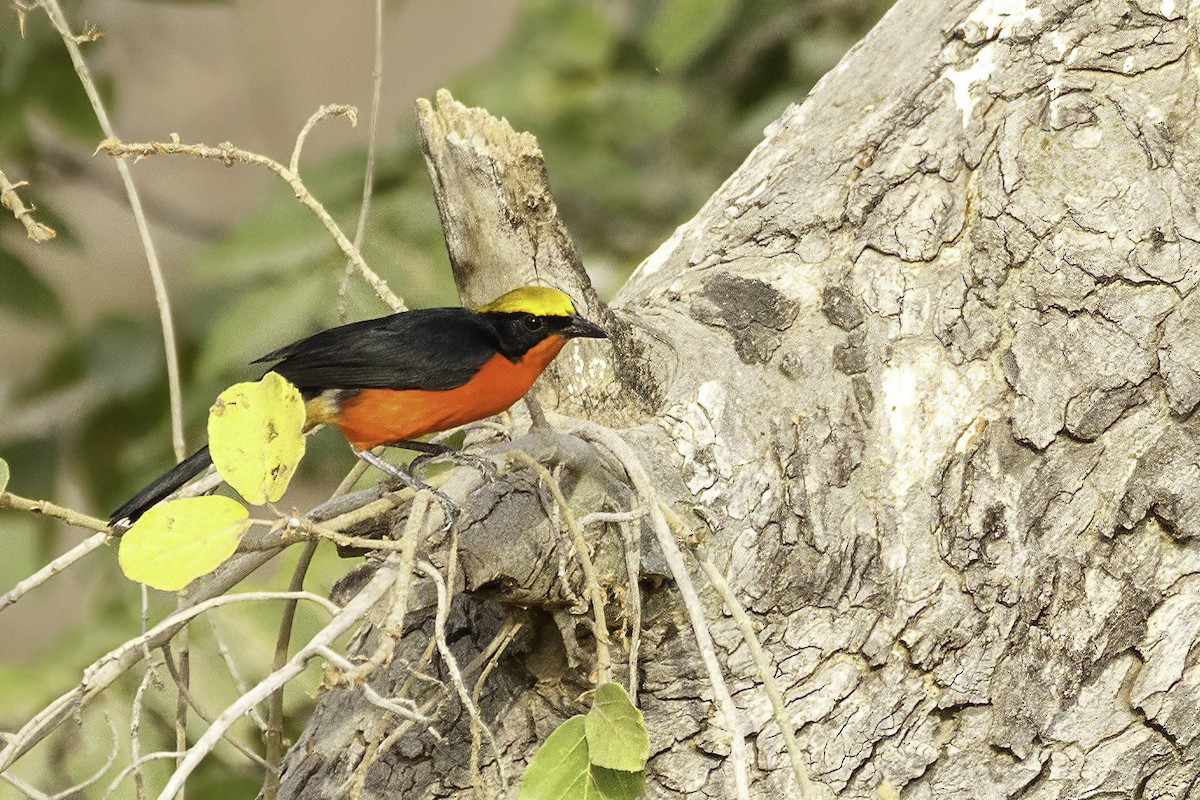 Yellow-crowned Gonolek - ML623578115