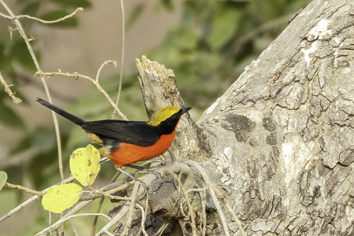 Yellow-crowned Gonolek - ML623578135