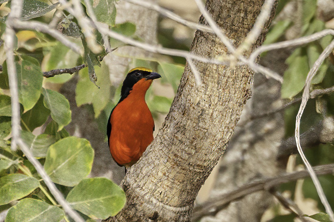 Yellow-crowned Gonolek - ML623578161