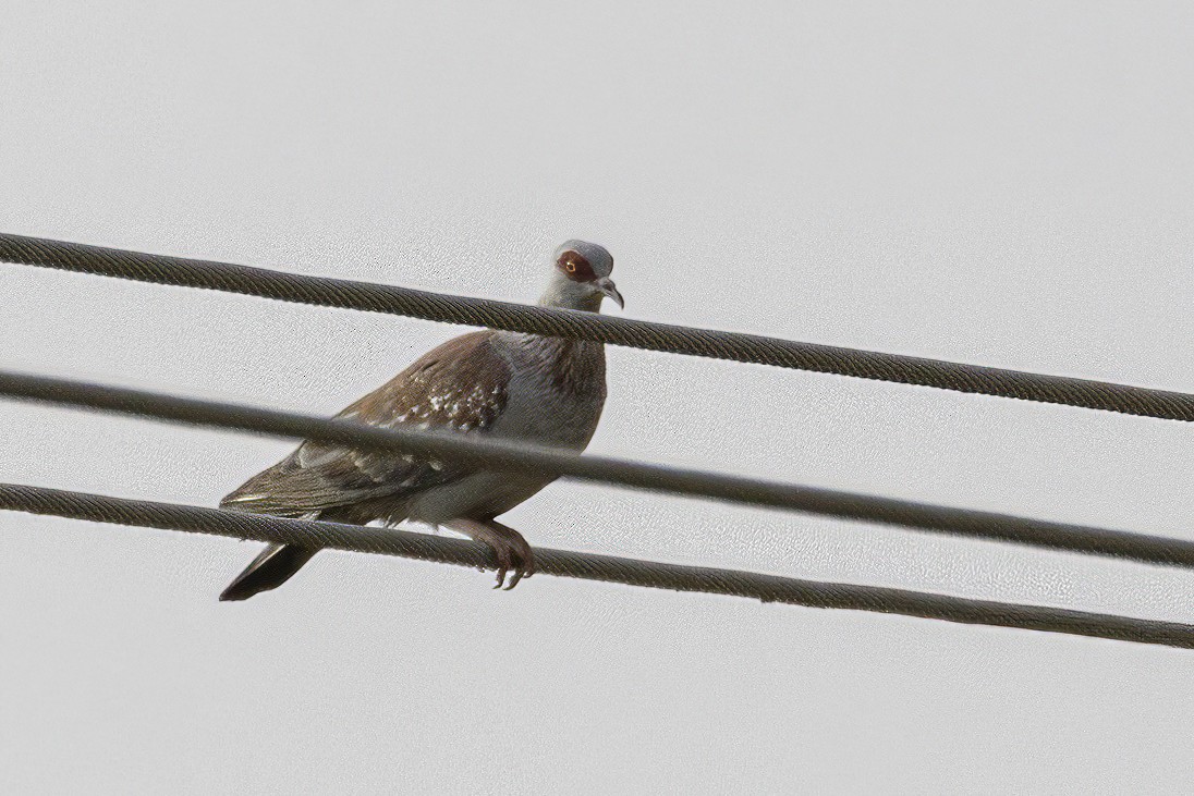 Speckled Pigeon - ML623578188