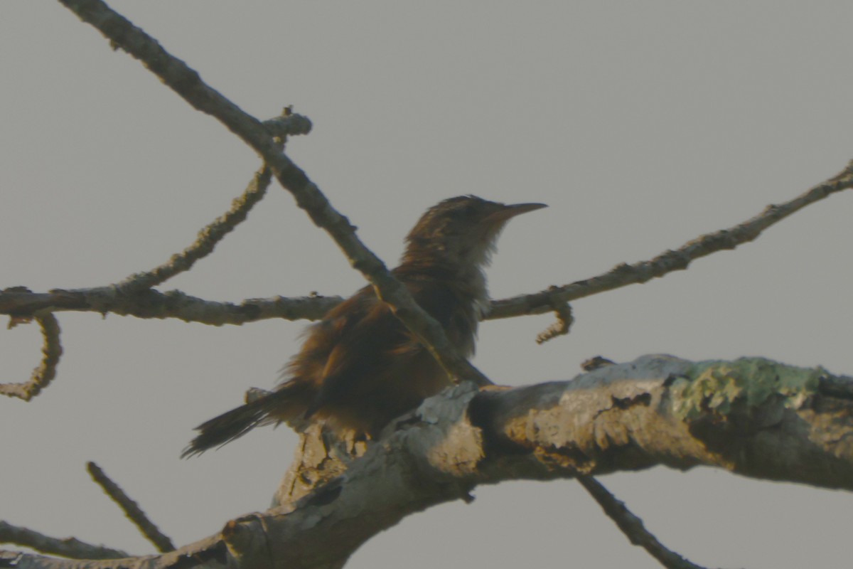 Carolina Wren - ML623578209