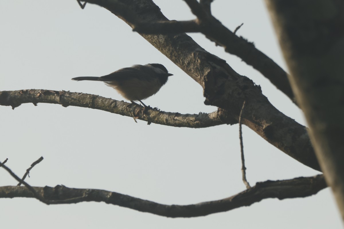 Carolina Chickadee - ML623578276