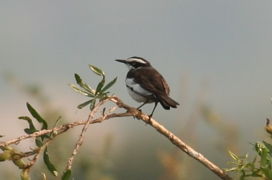 Mekong Wagtail - ML623578319