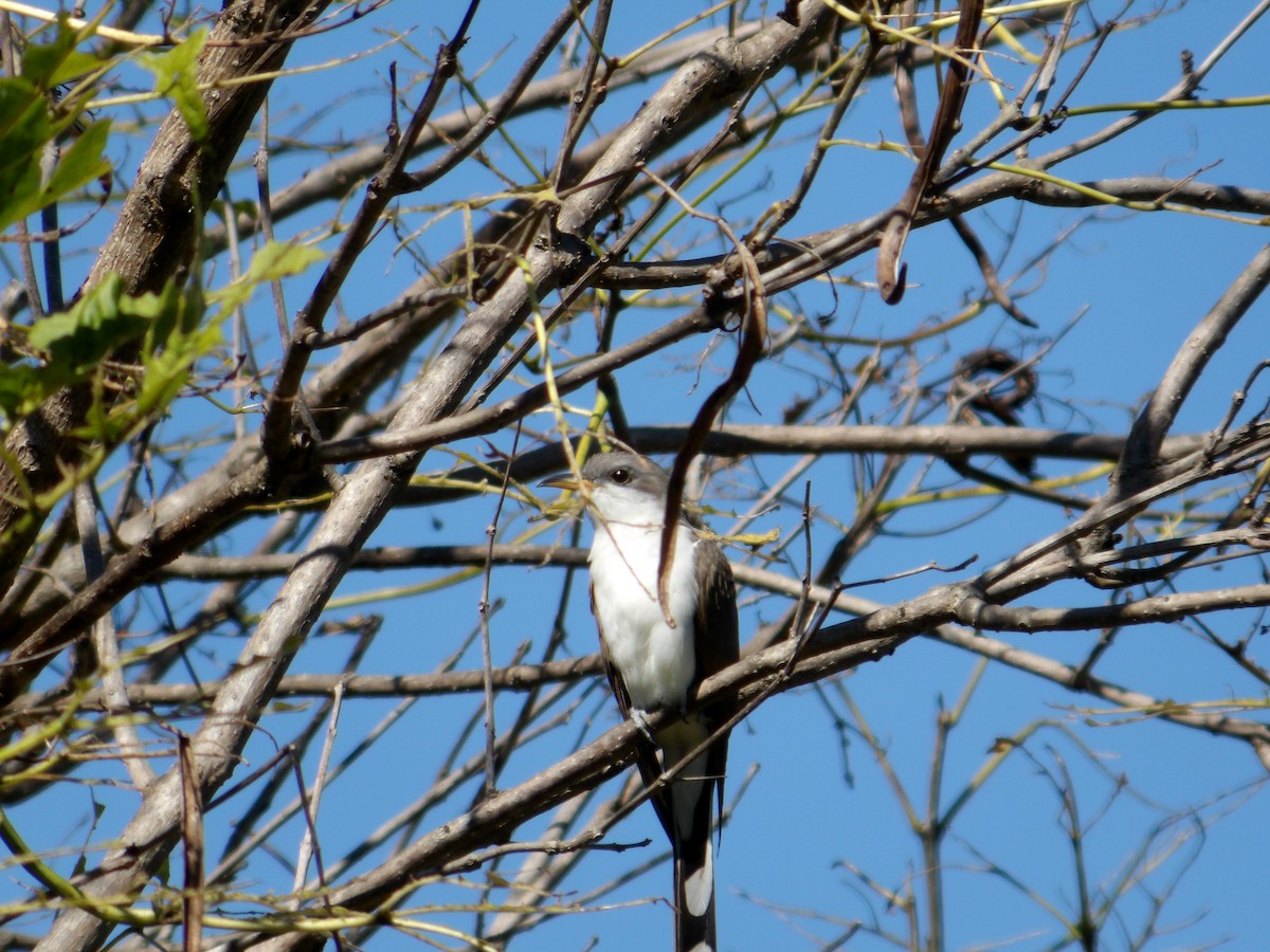 Yellow-billed Cuckoo - ML623578329