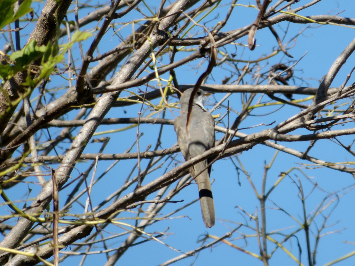 Yellow-billed Cuckoo - ML623578336