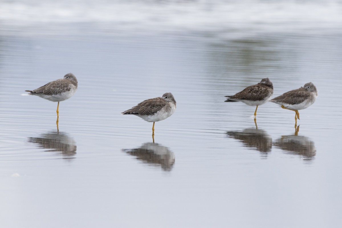 Greater Yellowlegs - Alex Tey