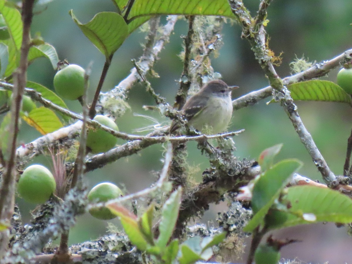 Yellow-crowned Tyrannulet - Jose Martinez De Valdenebro