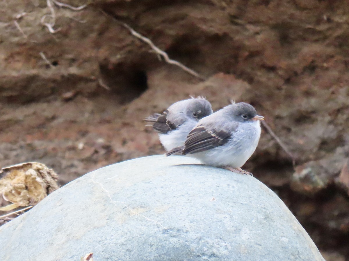 Torrent Tyrannulet - ML623578362