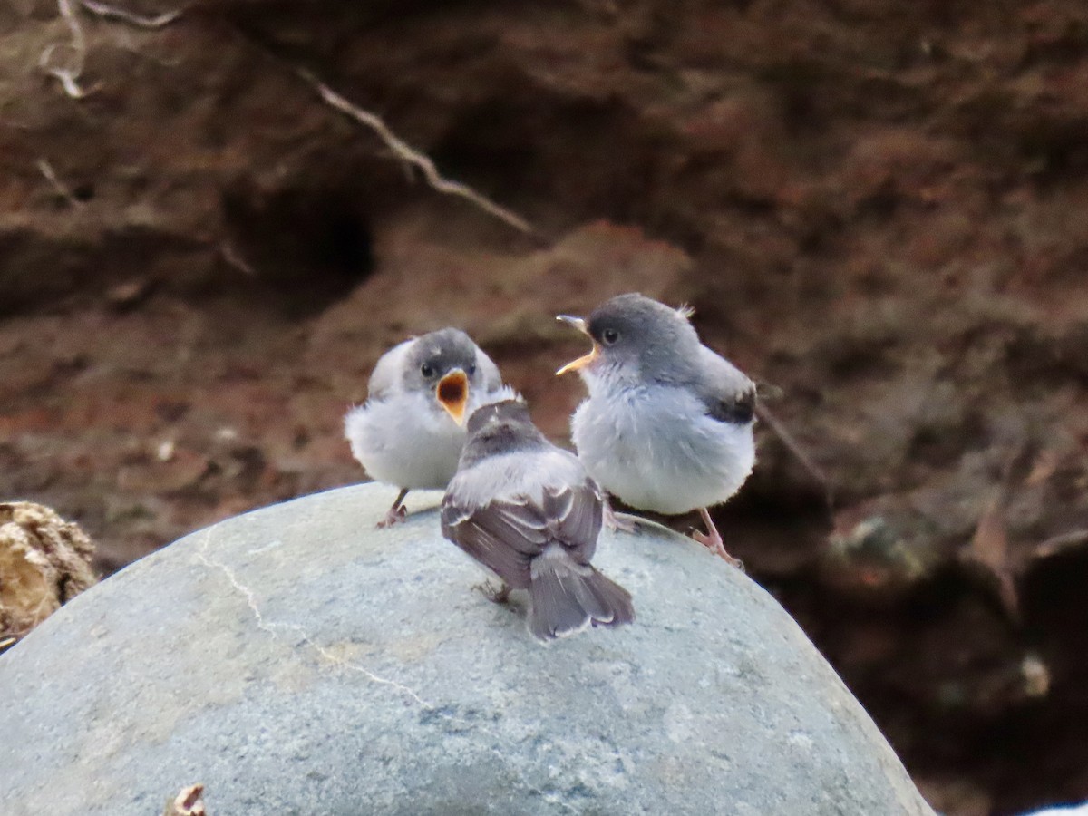 Torrent Tyrannulet - ML623578363