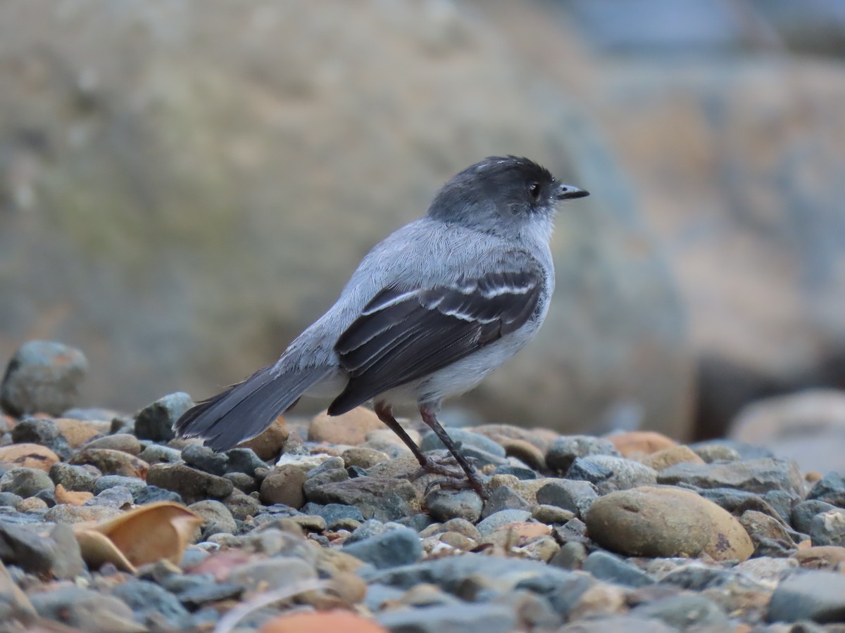 Torrent Tyrannulet - ML623578364