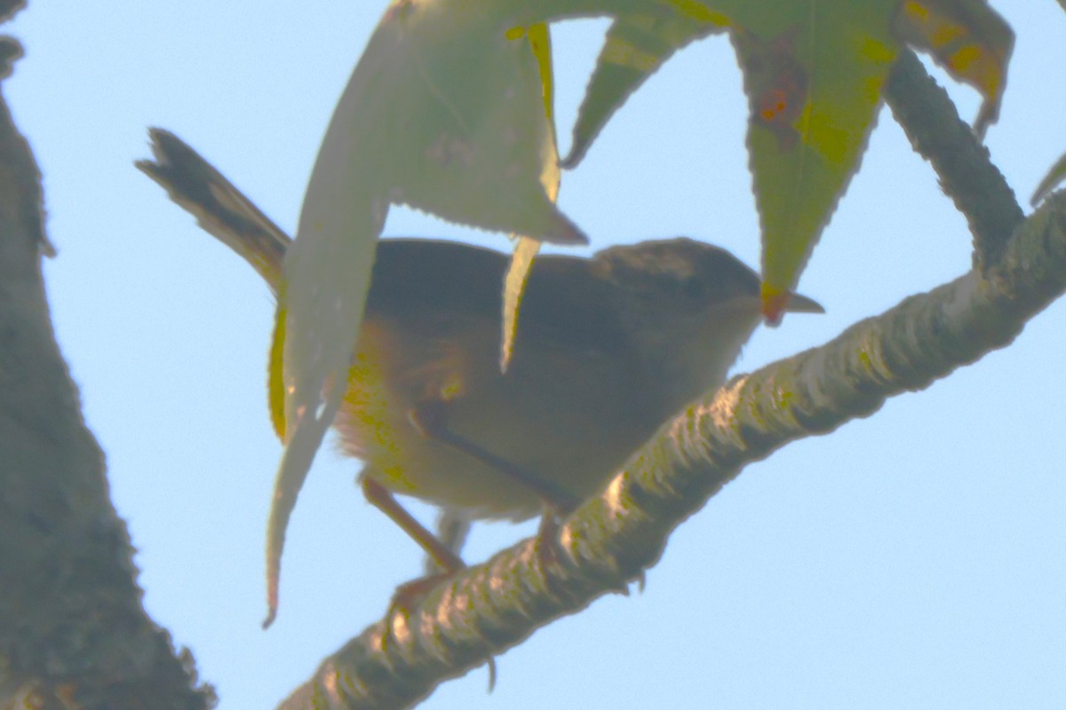 Carolina Wren - ML623578406