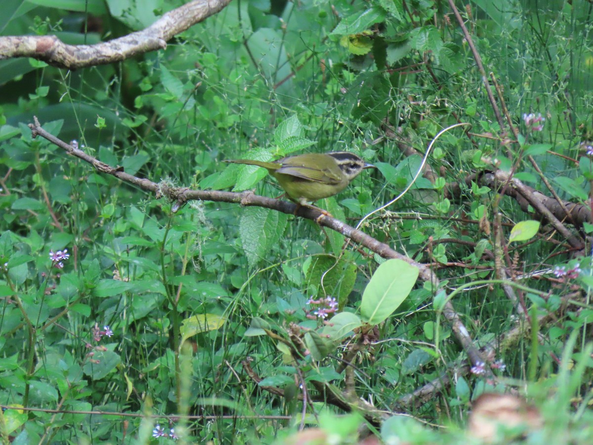 Three-striped Warbler - ML623578410