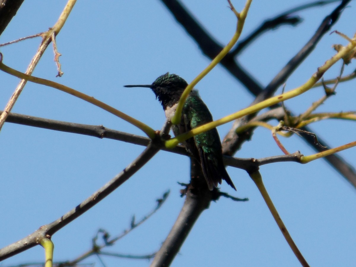 Ruby-throated Hummingbird - ML623578504