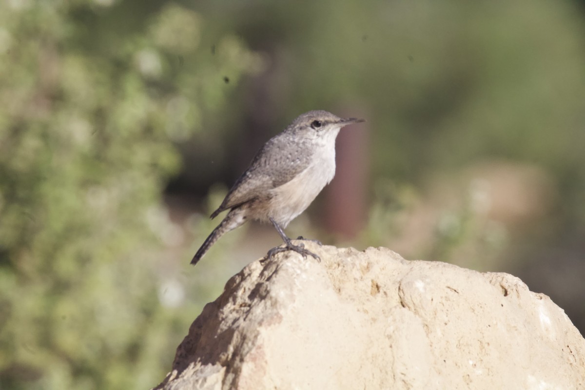 Rock Wren - ML623578515