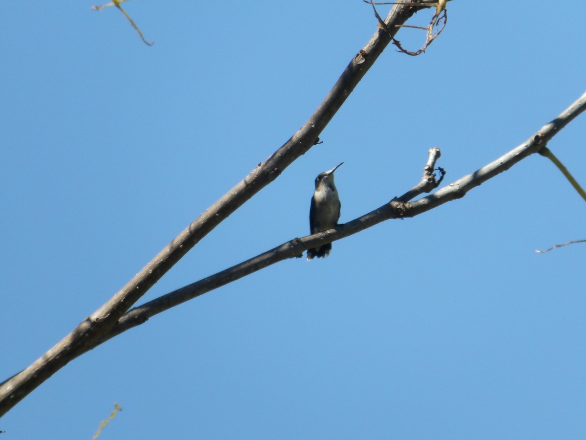 Ruby-throated Hummingbird - ML623578530