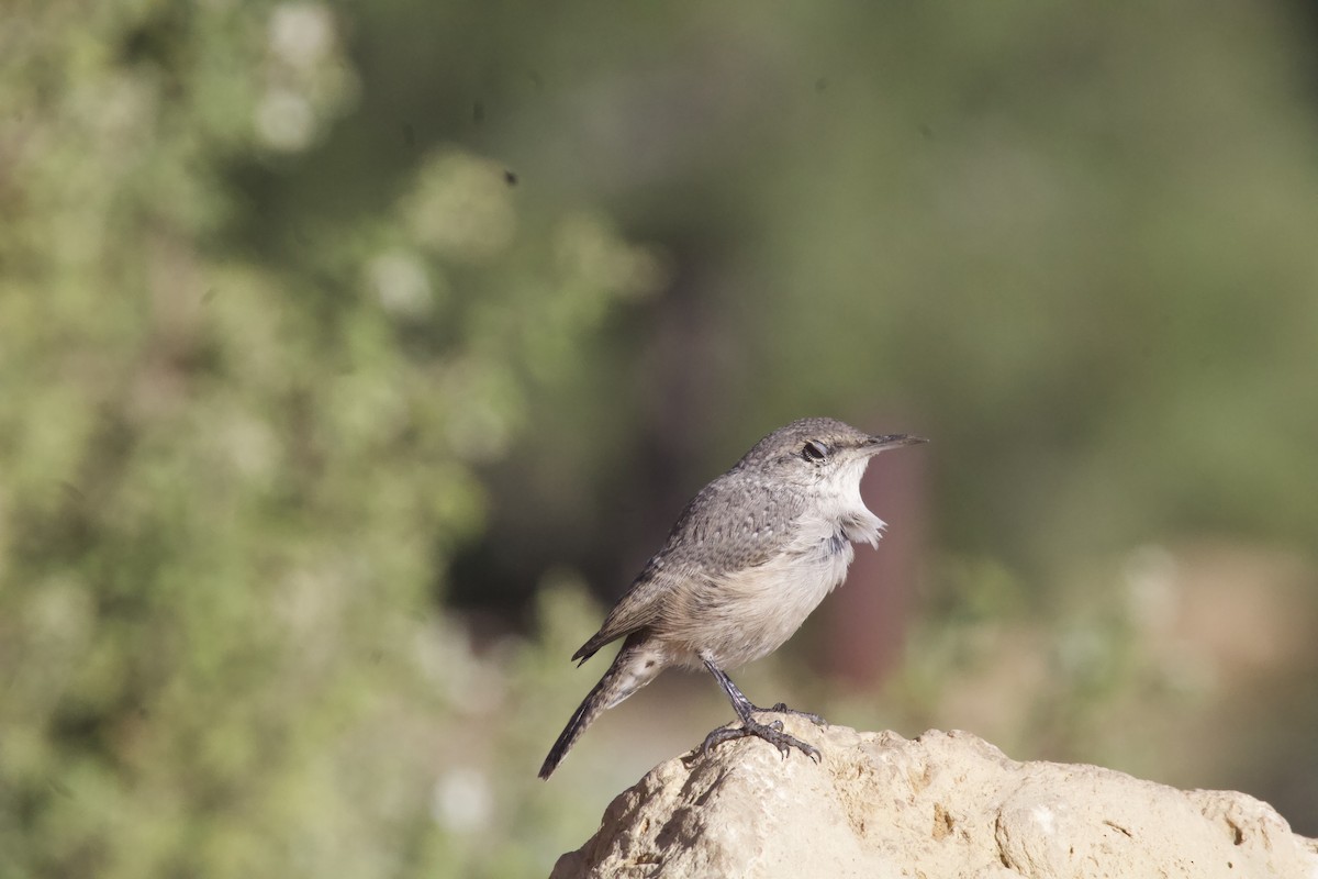 Rock Wren - ML623578538