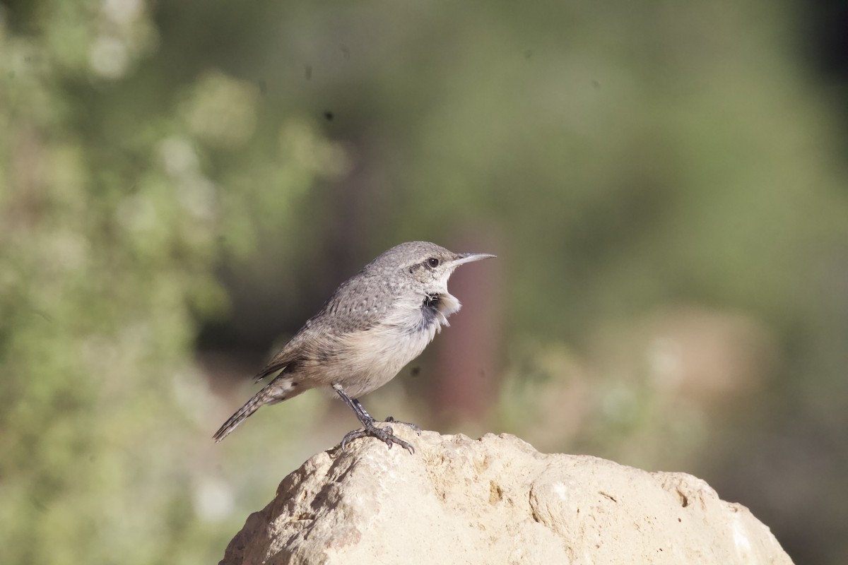 Rock Wren - ML623578555