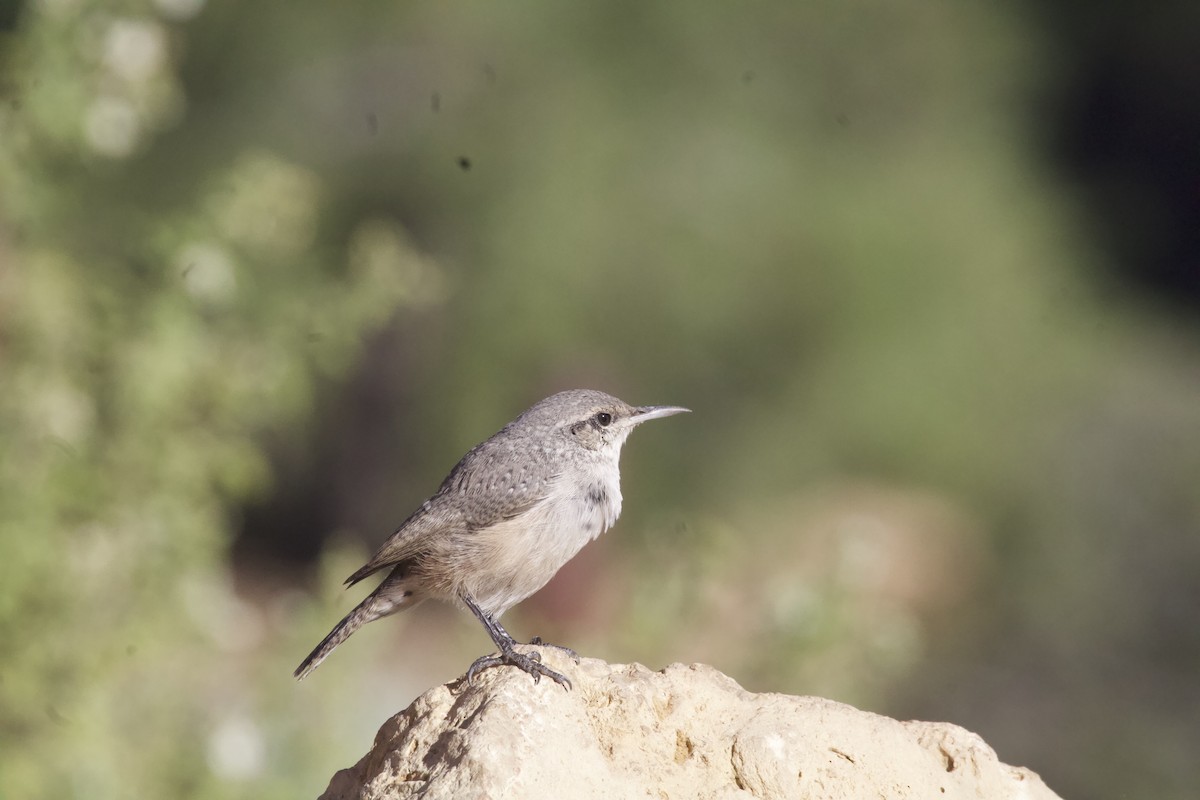 Rock Wren - ML623578576