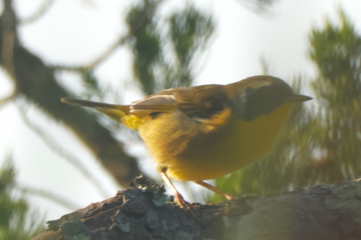 Common Yellowthroat - ML623578613