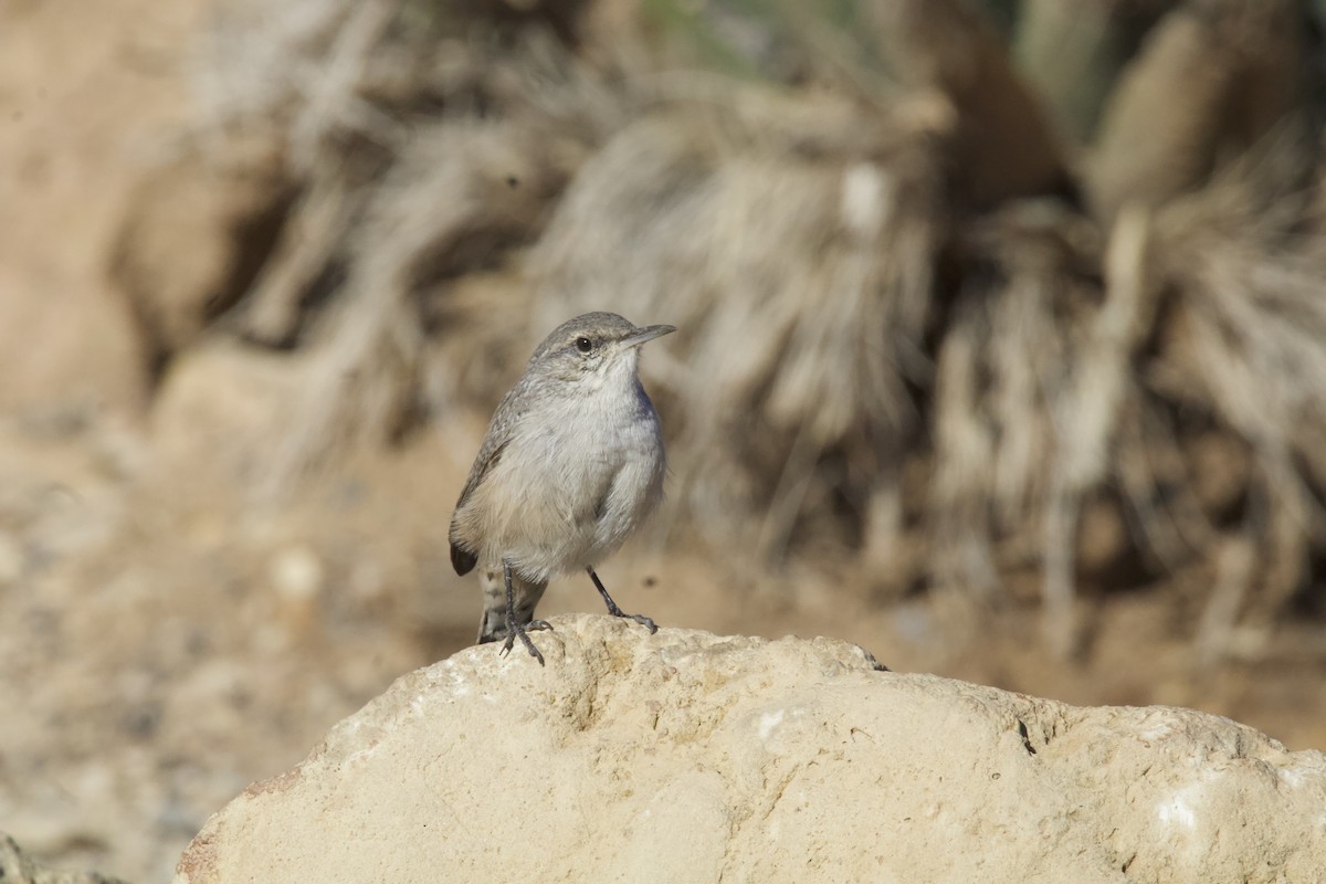 Rock Wren - ML623578615