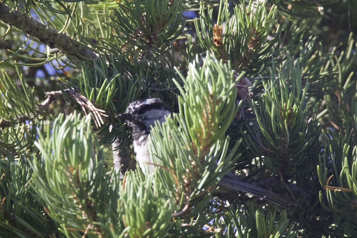 Mountain Chickadee - ML623578627