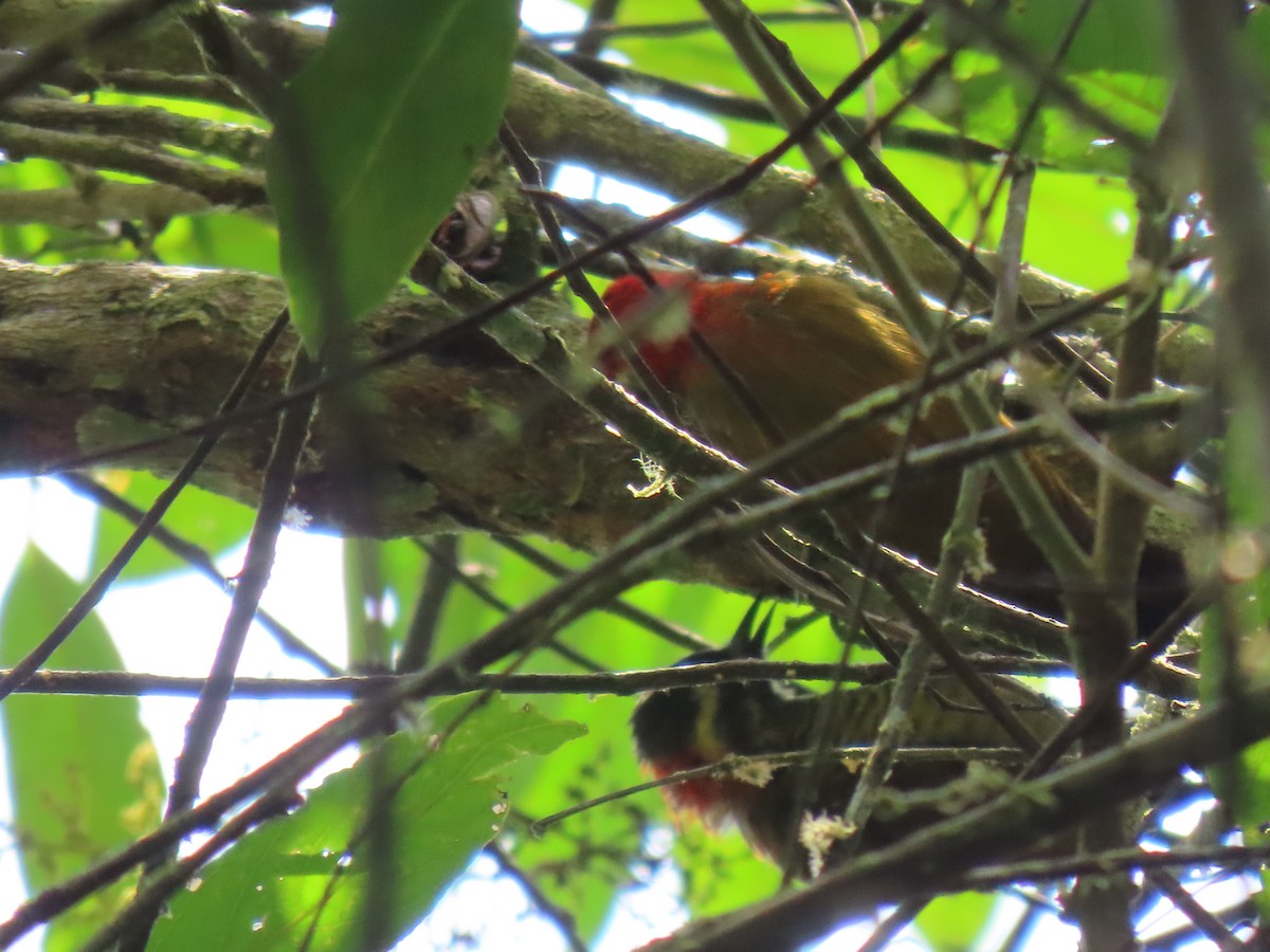 Yellow-vented Woodpecker - Jose Martinez De Valdenebro