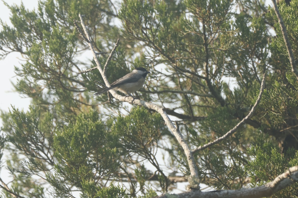 Carolina Chickadee - ML623578631