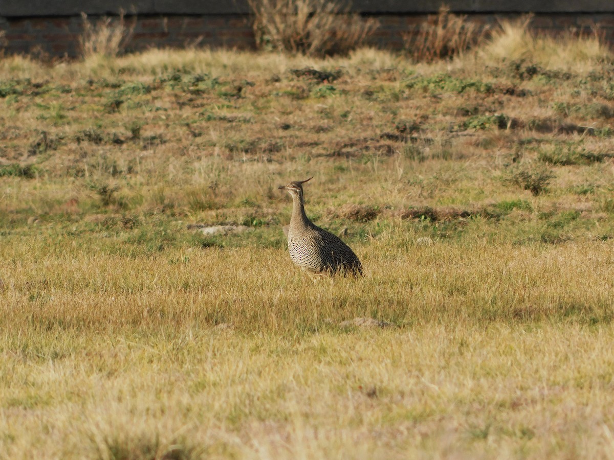 Elegant Crested-Tinamou - ML623578646