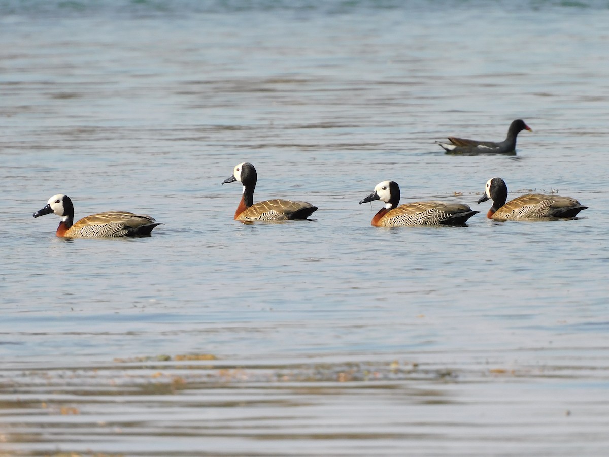 White-faced Whistling-Duck - Nazareno Yunes Del Carlo