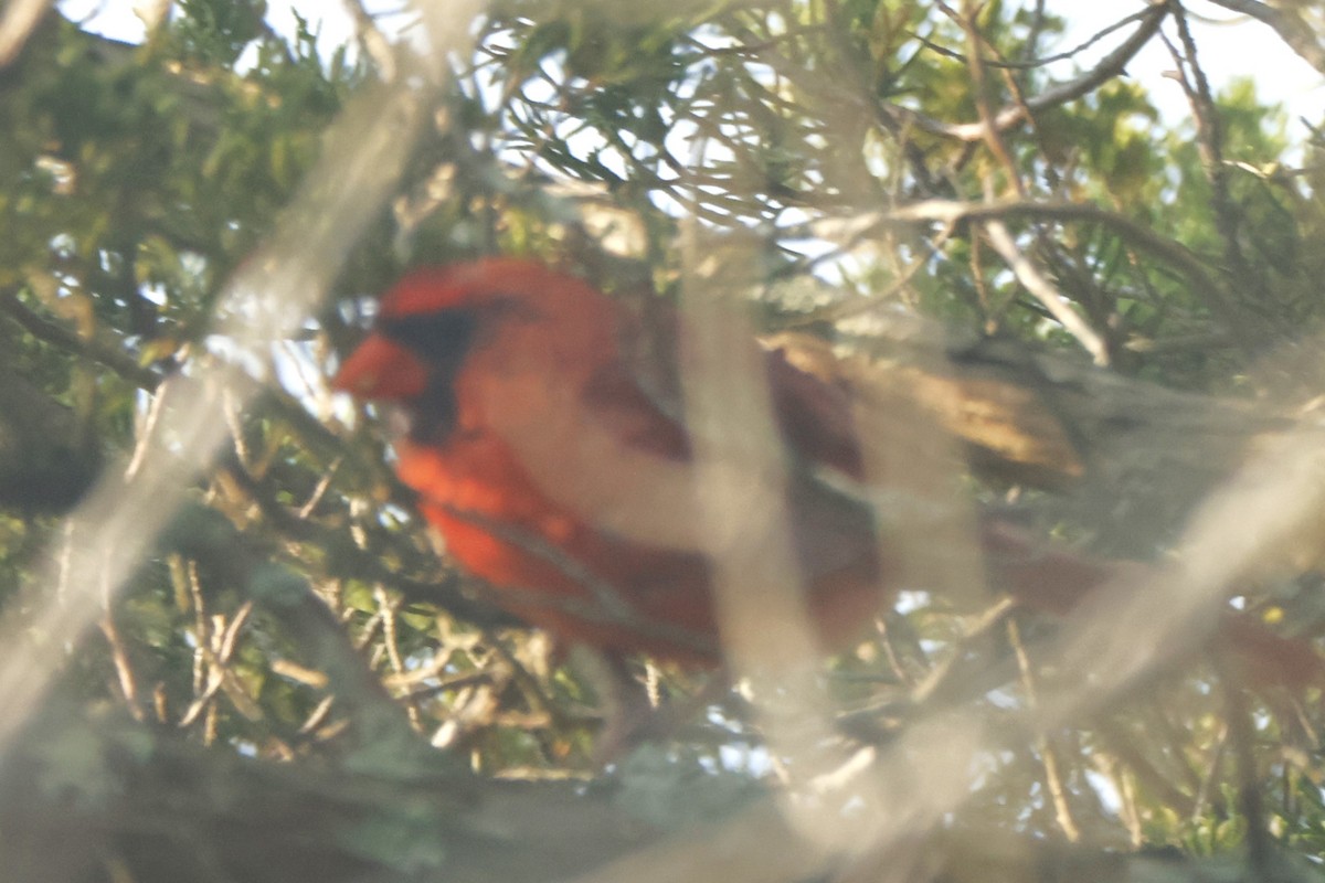 Northern Cardinal - ML623578677