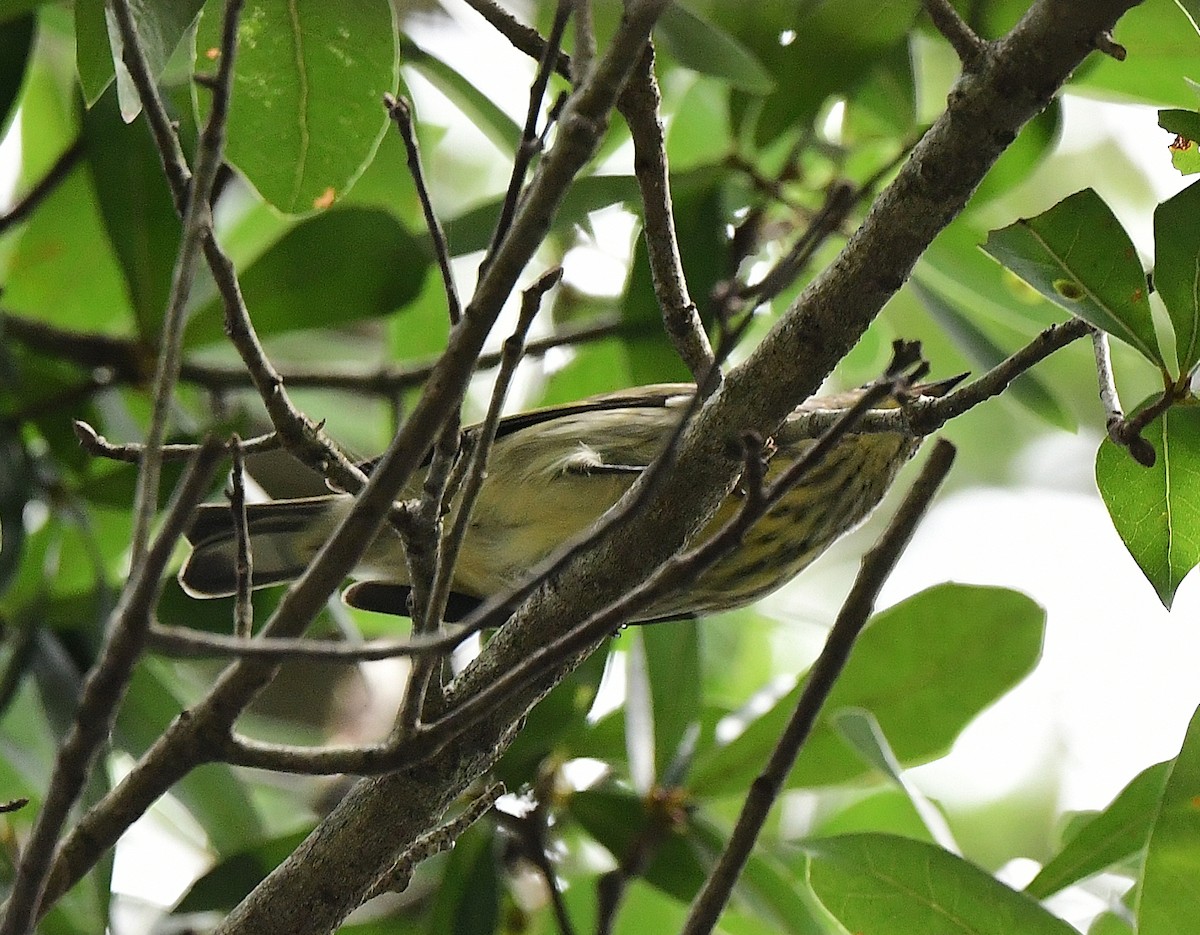 Cape May Warbler - ML623578680