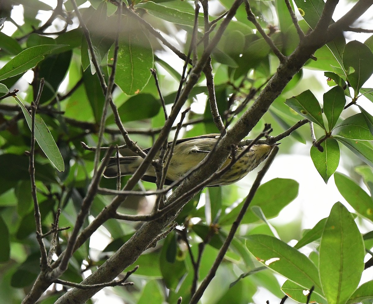 Cape May Warbler - ML623578681