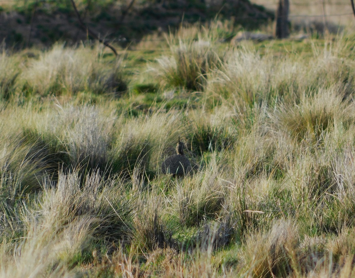 Elegant Crested-Tinamou - ML623578687