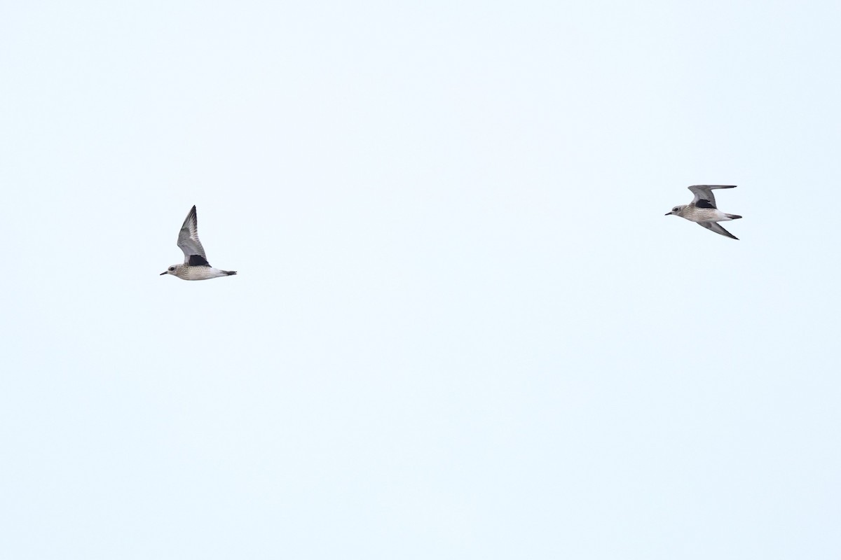 Black-bellied Plover - Brandon Holden