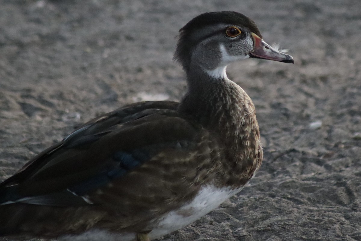 Wood Duck - Erick Masias