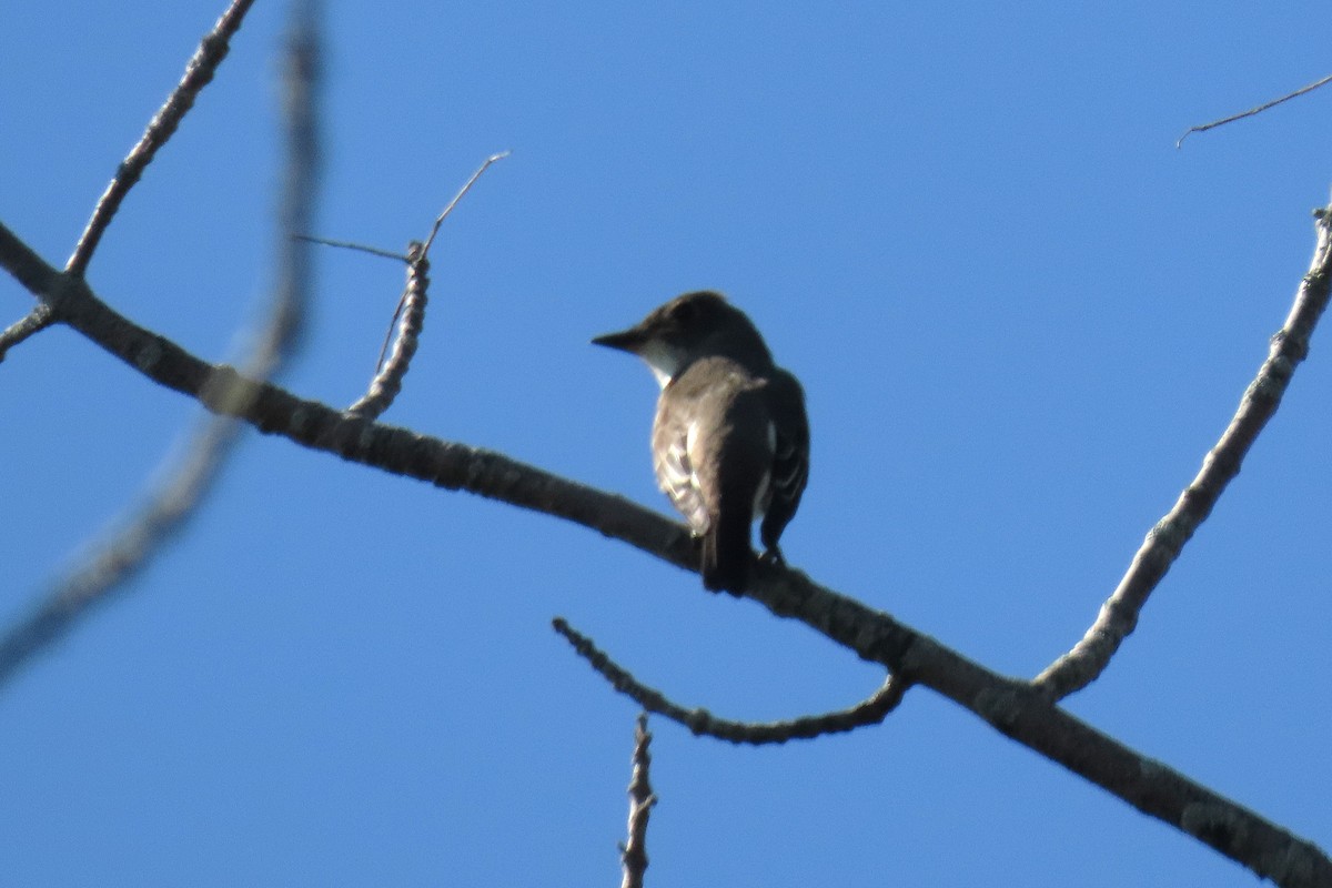 Olive-sided Flycatcher - ML623578792