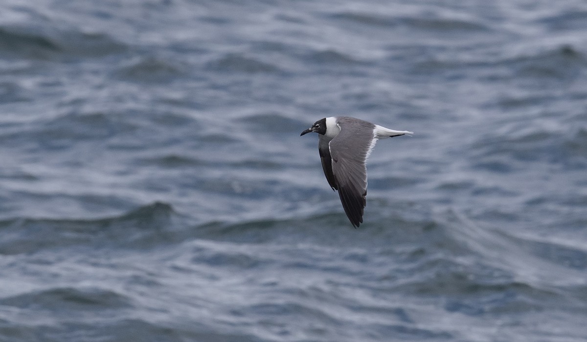 Gaviota Guanaguanare - ML623578801