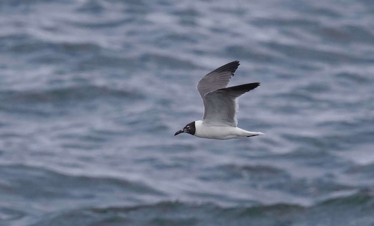 Gaviota Guanaguanare - ML623578802