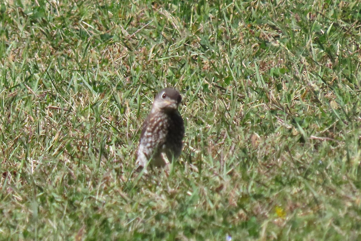 Eastern Bluebird - ML623578812