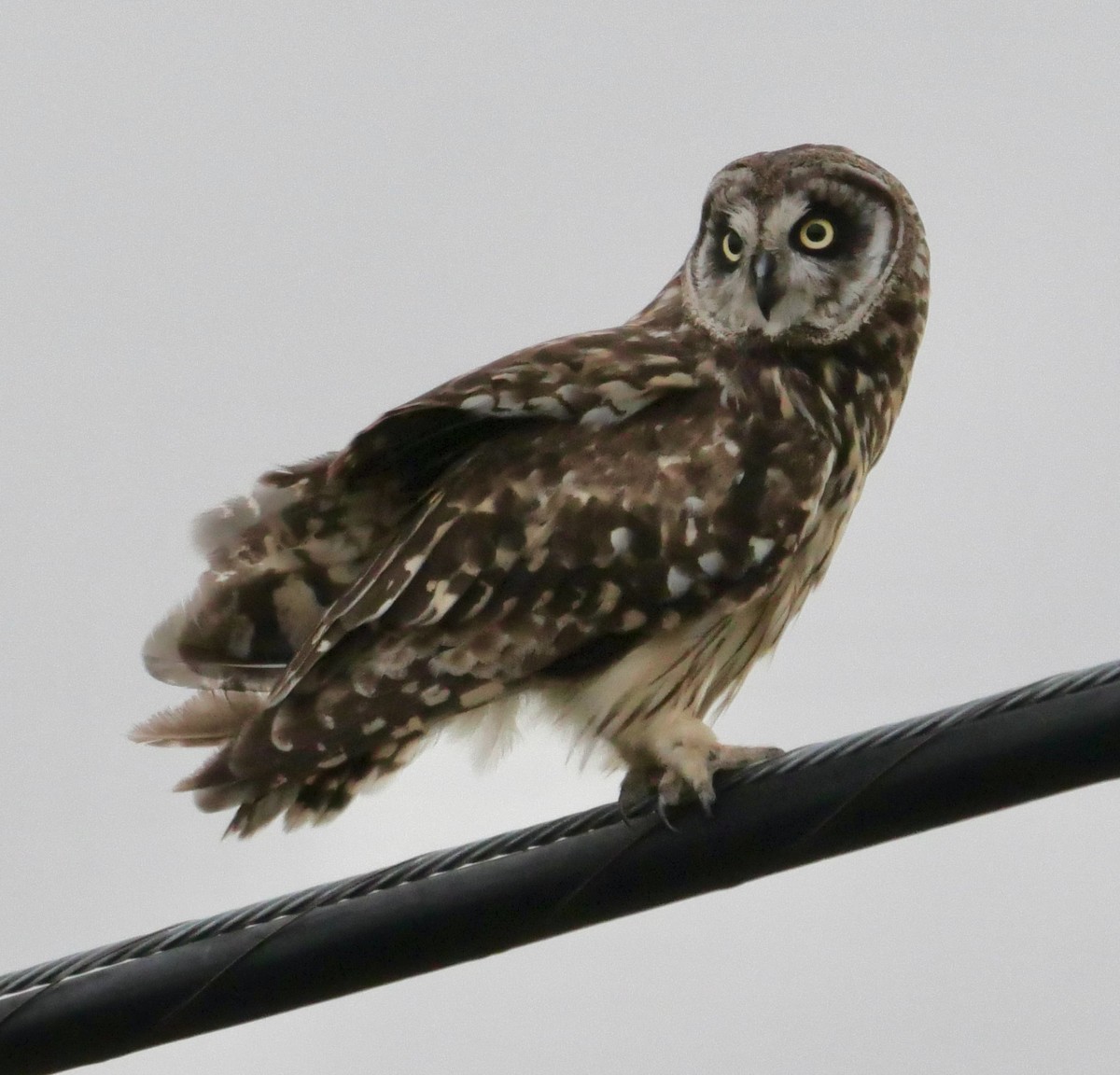 Short-eared Owl (Hawaiian) - ML623578819