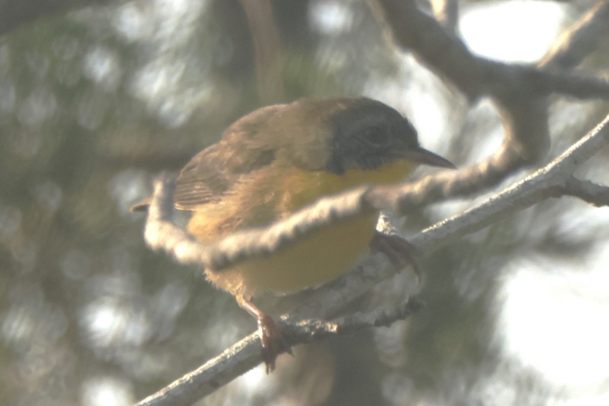 Common Yellowthroat - ML623578873