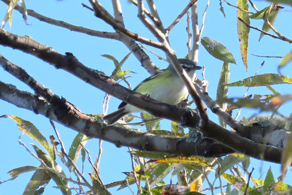 Blue-headed Vireo - ML623578874