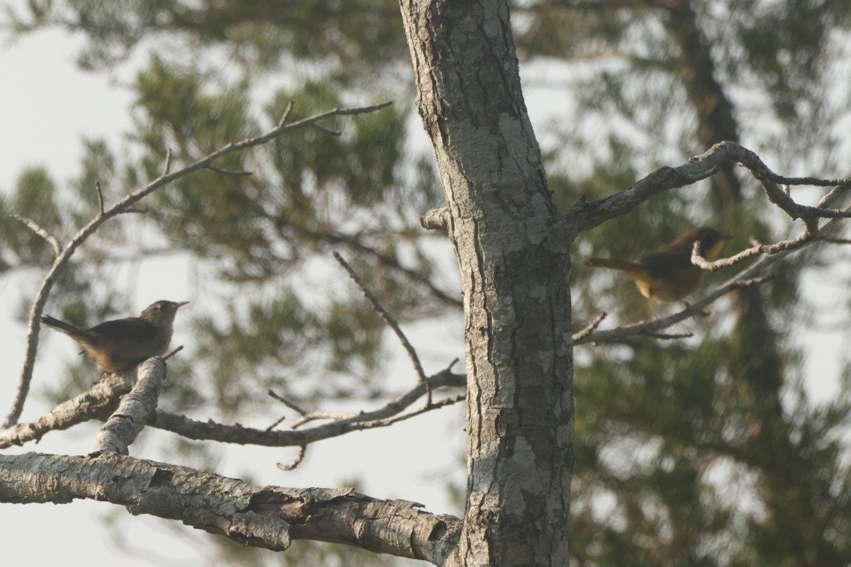 Common Yellowthroat - ML623578921