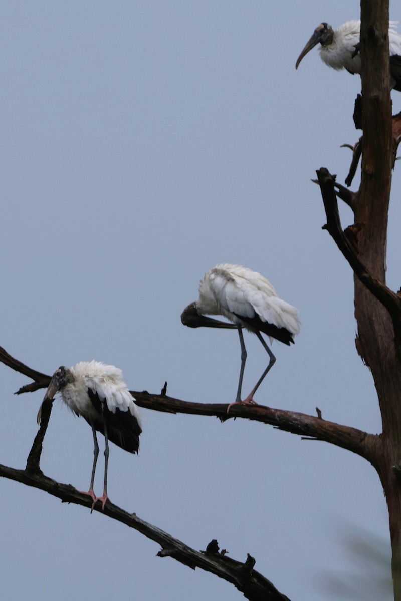 Wood Stork - ML623578922