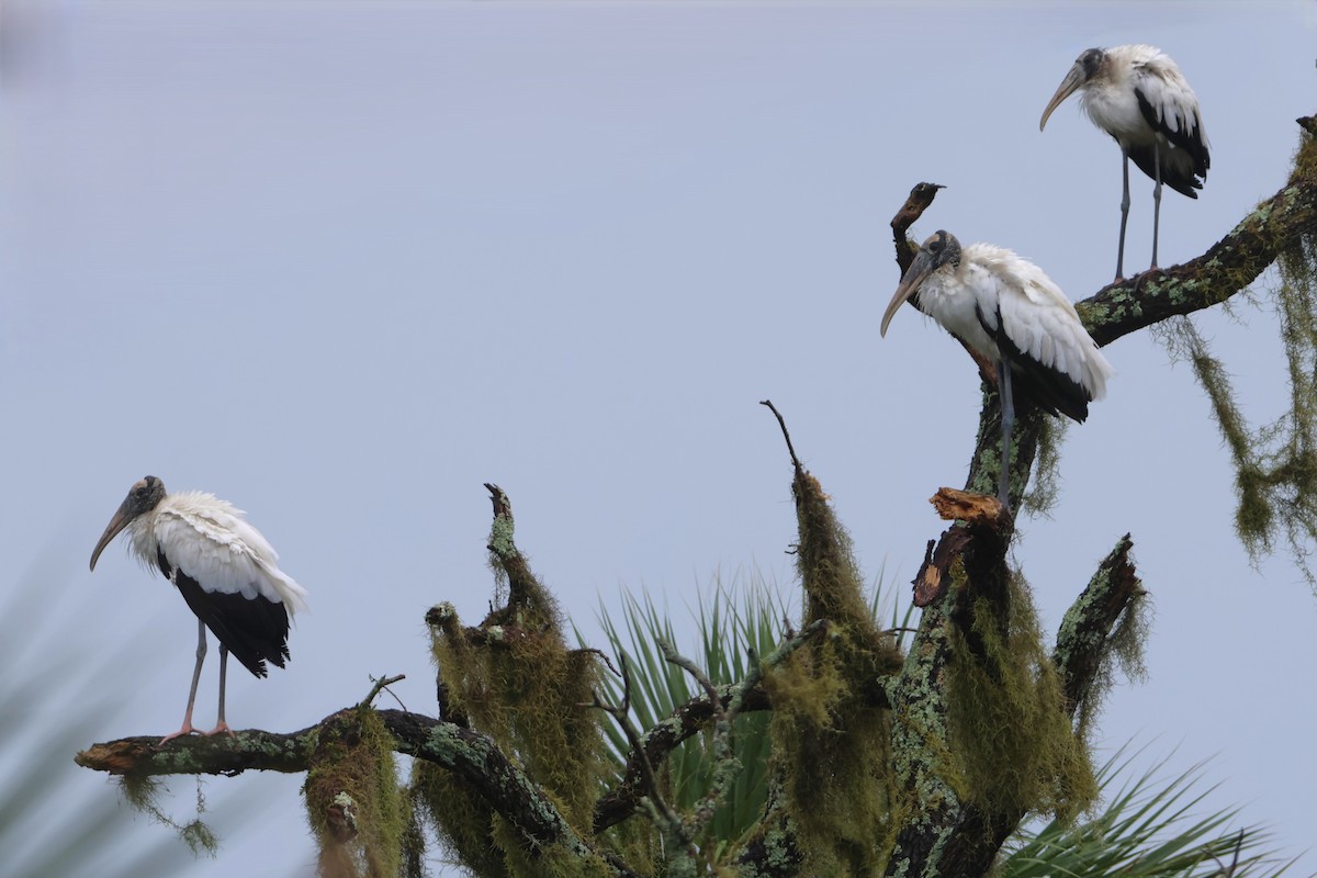 Wood Stork - ML623578923