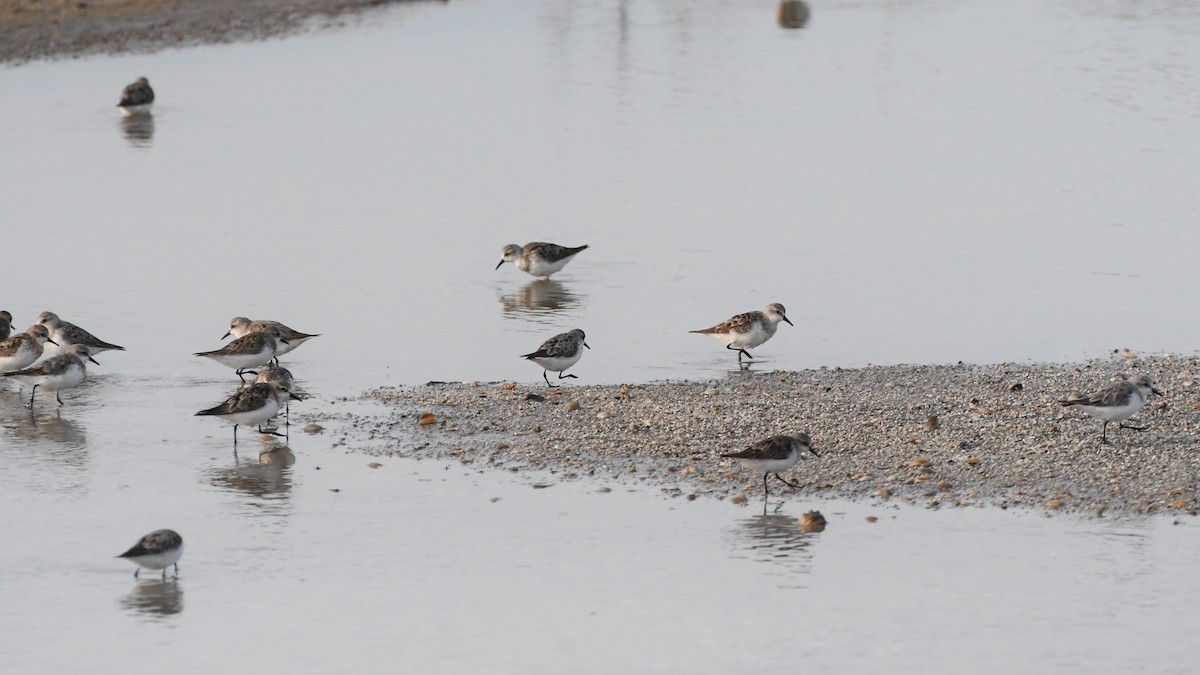 Red-necked Stint - ML623578936