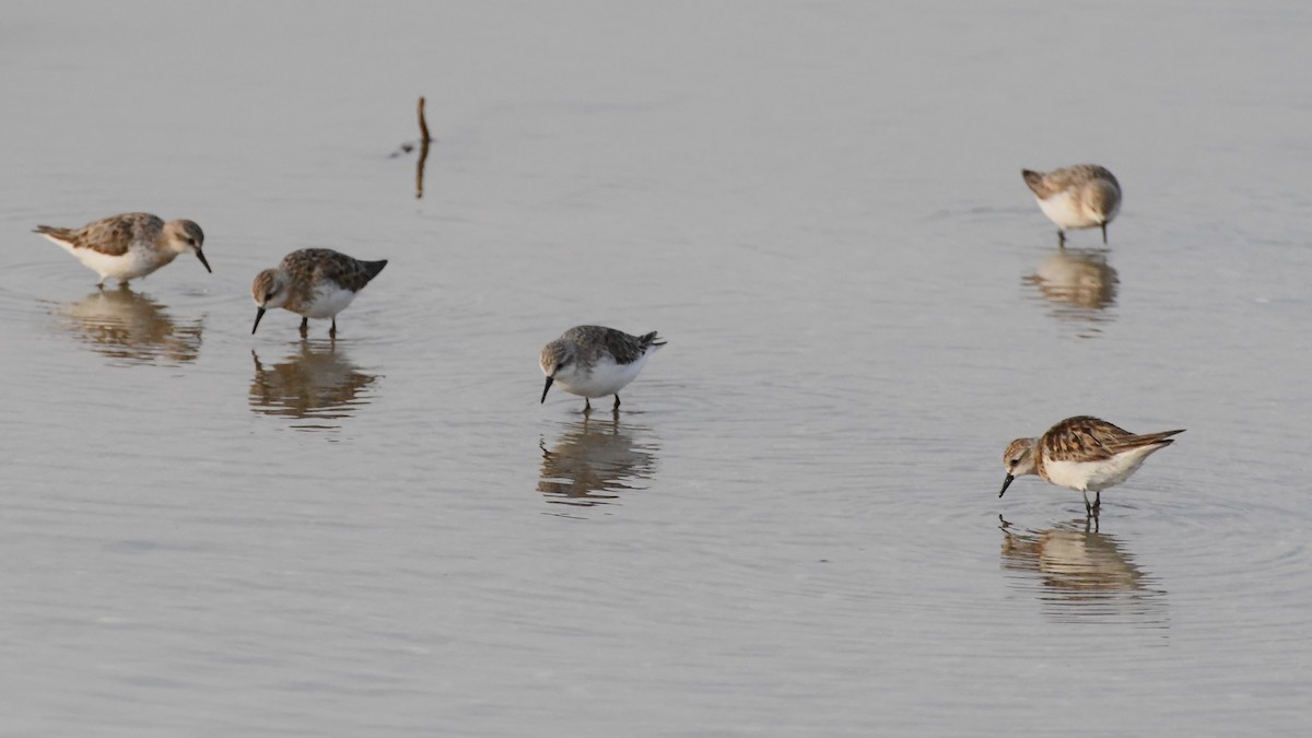 Red-necked Stint - ML623578947